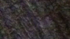 Este perro y gato tienen una forma peculiar de demostrarse su cariño.