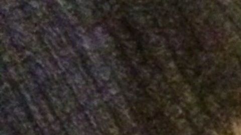 Este perro y gato tienen una forma peculiar de demostrarse su cariño.