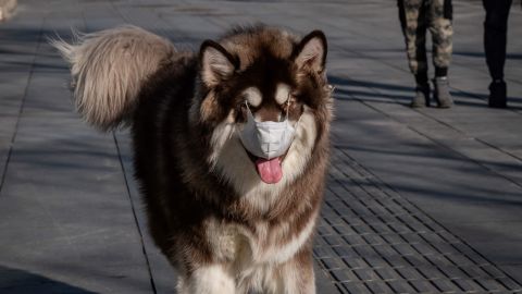 Foto: NICOLAS ASFOURI/AFP vía Getty Images. El perro se estresará con el uso de una mascarilla.