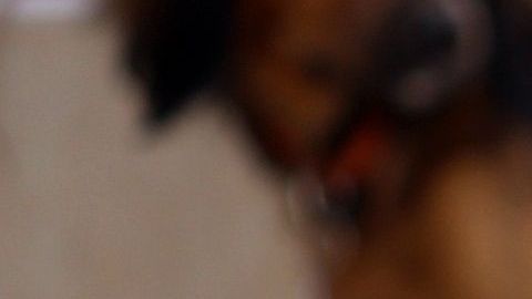 El aprendizaje de la mascota se puede facilitar con la ayuda de un cliker.