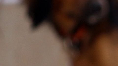 El aprendizaje de la mascota se puede facilitar con la ayuda de un cliker.