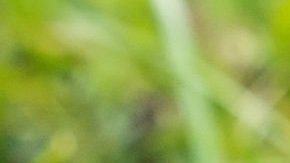 La coprofagia se da en los cachorros como consecuencia por no controlar bien sus  esfínteres.