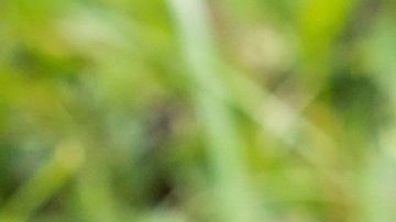 La coprofagia se da en los cachorros como consecuencia por no controlar bien sus  esfínteres.