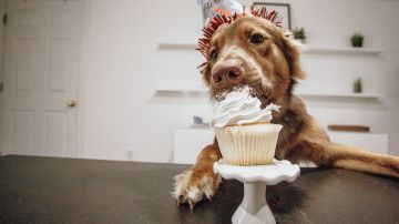 A los perros les encanta el pastel hecho especialmente para ellos.