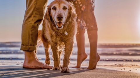 Los perros y sus dueños pueden disfrutar juntos de la playa con algunas consideraciones.