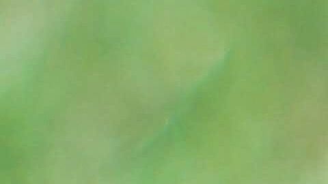 Rolo llevó al límite su emoción por estar todo el día con sus amos.