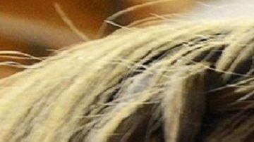 Los perros de terapia ayudan a personal médico estresado.