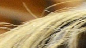 Los perros de terapia ayudan a personal médico estresado.