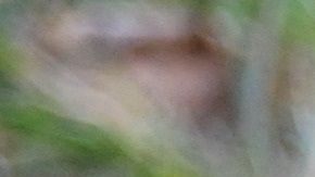 Según los expertos, la dieta vegana no es completa para los perros.