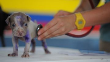 Un cachorro requerirá ir frecuentemente al veterinario por sus vacunas.