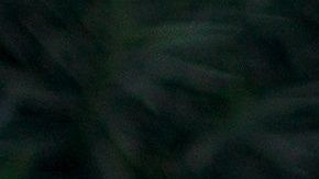 Los perros envejecen más rápido solamente al inicio de su existencia.