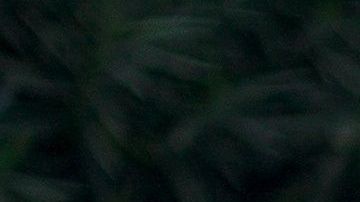 Los perros envejecen más rápido solamente al inicio de su existencia.