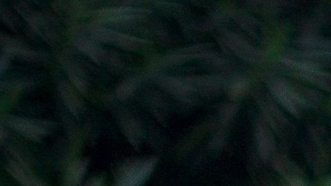 Los perros envejecen más rápido solamente al inicio de su existencia.