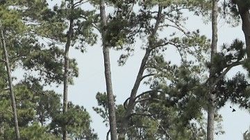 El primero de los cuatro grandes torneos de golf de la temporada queda pospuesto hasta una fecha en la que se pueda hacer.