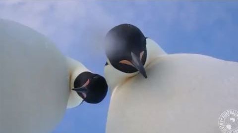 Los pingüinos parecían mirar fijamente a la cámara.