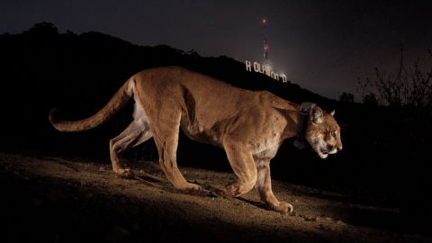 P-22 fotografiado frente al famoso letrero de Hollywood. Foto: Steve Winter/National Geographic