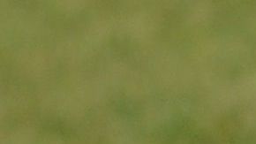 Los dálmatas son una de las peores razas para propietarios novatos porque requieren de mucha actividad,