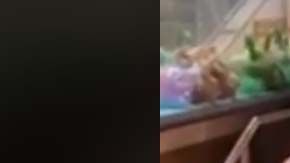 Se desconoce si la nevera finalmente llegó a su destino.