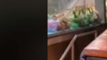 Se desconoce si la nevera finalmente llegó a su destino.