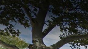 Regal Heights Rehabilitation, Jackson Heights