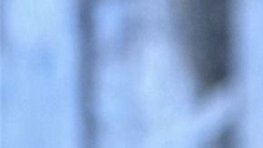 sáuco-RitaE en Pixabay