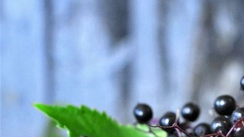 sáuco-RitaE en Pixabay