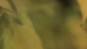 Las mujeres del zodiaco que son cegadas por el amor.