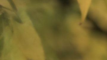 Las mujeres del zodiaco que son cegadas por el amor.