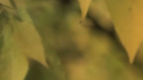 Las mujeres del zodiaco que son cegadas por el amor.