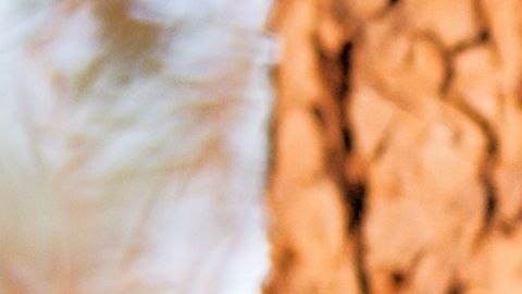 shutterstock_1161513262