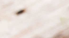 El camote es un vegetal con un alto contenido en ácido fólico, es perfecto para mujeres embarazadas.