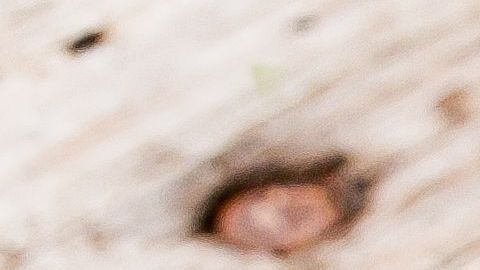 El camote es un vegetal con un alto contenido en ácido fólico, es perfecto para mujeres embarazadas.