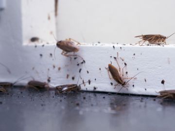 Cucarachas en el hogar, Shutterstock