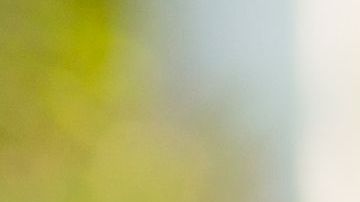 Los alimentos depurativos gozan de grandes propiedades antiinflamatorias y diuréticas.