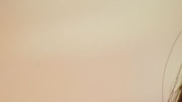 shutterstock_515270254