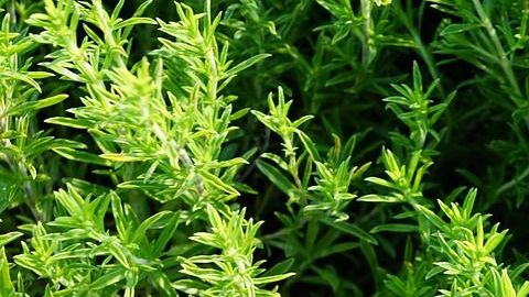 Tomillo-photosforyou en Pixabay