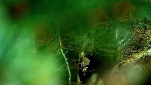 Las Tiny Houses son baratas en su construcción y genera pocos gastos mensuales.