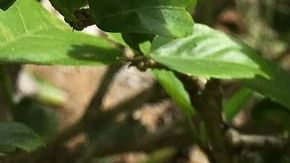 Tronadora-Lilliane YC en Pixabay