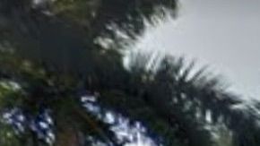 La Universidad de Miami ya ha tomado medidas para frenar el COVID-19.