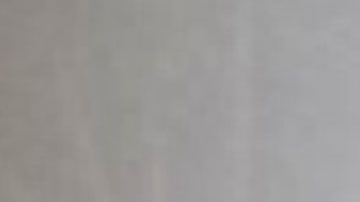 Imagen de la vaca difundida por las autoridades de Florida.