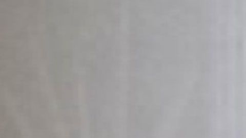 Imagen de la vaca difundida por las autoridades de Florida.