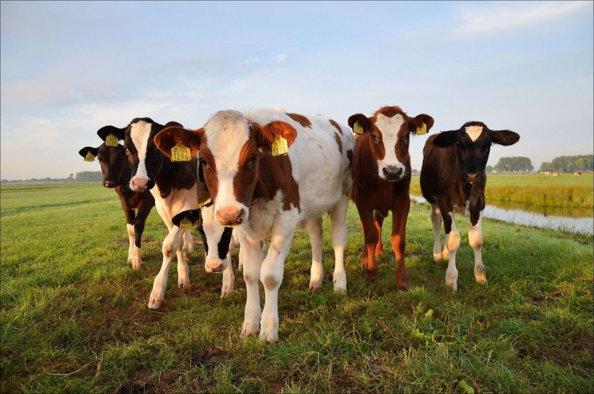 Vaca mutante con dos cabezas sorprende al mundo y se