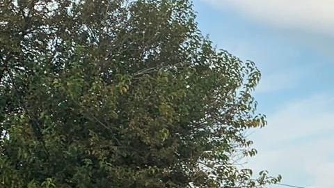 Violencia en el estado de Jalisco.