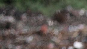 Estas bacterias se alimentan del poliuretano.