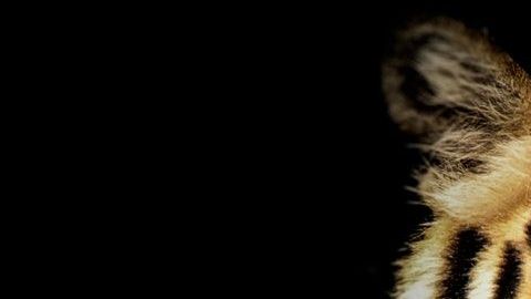 Las autoridades continúan buscando al animal.