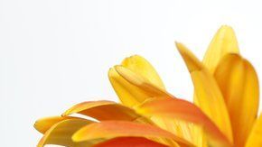 Algunos expertos alertan de que la perdida olfativa sí es un síntoma importante del coronavirus.