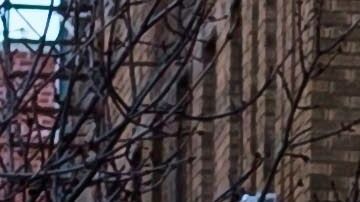 Coronavirus Nueva York