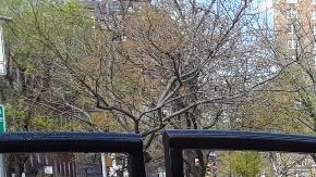 NYC ha sufrido cambios a todo nivel en pocas semanas