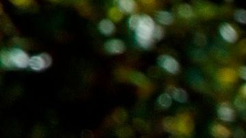 En varias ciudades de Estados Unidos ha habido protestas pidiendo la reapertura económica.