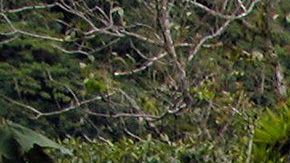 La cascada de San Rafael era la cascada más grande de Ecuador.